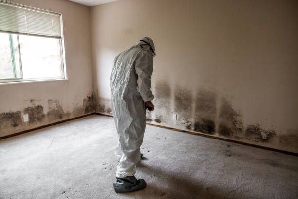 Why You Should Choose Our Mold Remediation Services in Happy Valley, CA